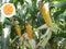 Indian Corn Seeds